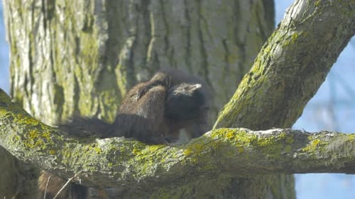 Squirrel Resting and Grooming on a Tree Branch
