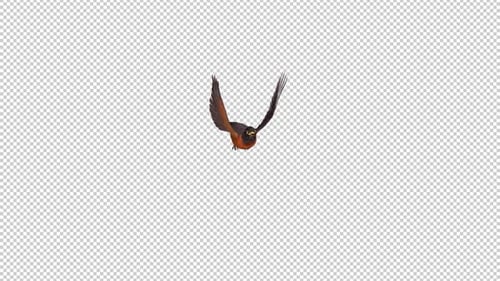 American Robin - Bird Flying Over Screen - I - Alpha Channel