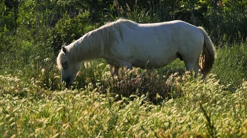 Weißes Camargue-Pferd, Camargue, Frankreich