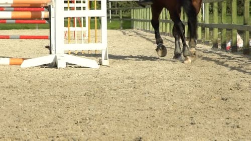 Reitpferd 6