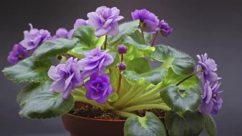 Rotating Pot of Purple African Violet Flowers