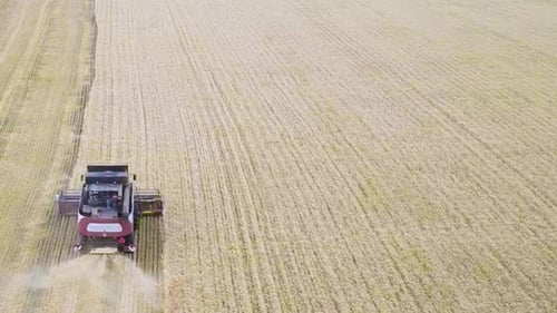 Harvester Machine To Harvest Wheat Field Working. Combine Harvester Agriculture Machine Harvesting