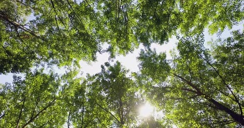 Looking Up in Forest POV Through Tops of Trees Sun Shines Through Foliage