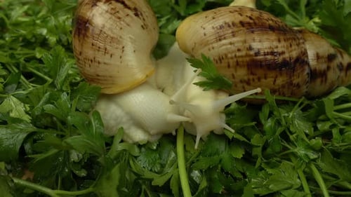 Afrikanische Riesenschnecken
