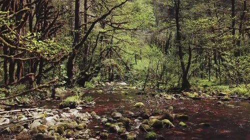 Fluss im Regenwald von Georgia