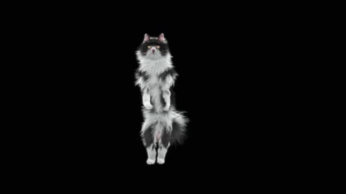 Gato dançando HD