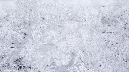 Winter Nature Forest Landscape