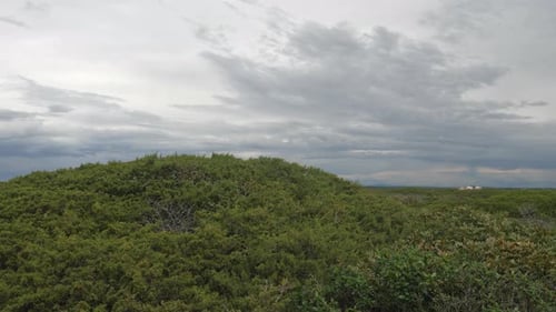 Dichte Vegetation