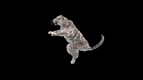 Weißer Tiger HD