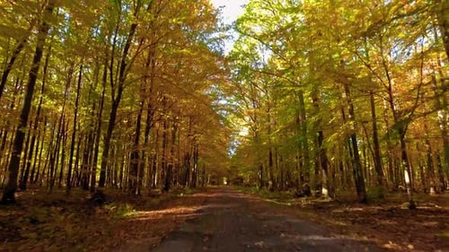 Conduire sur une route asphaltée à travers une forêt d'automne jaune, Pologne