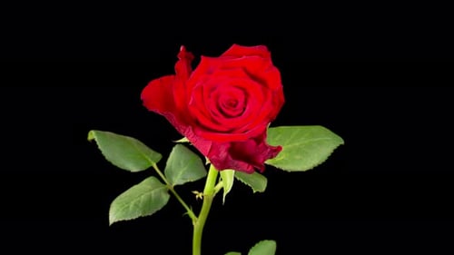 Close-Up of a Red Rose