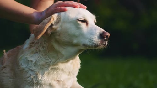 Adorable chien blanc mixte Beagle-Labrador se faisant caresser pendant qu'il prend un bain dans le parc