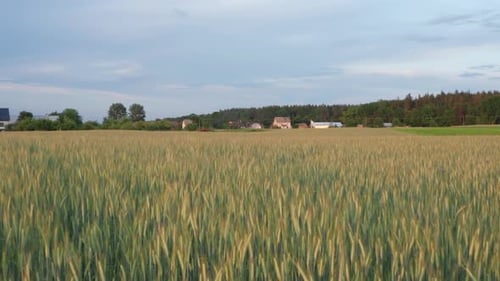 Green Fields In The Sunset