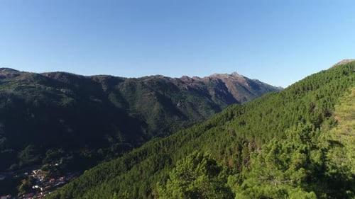 Fly Above of Beautiful Forest Trees