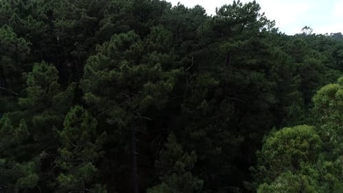 Grüne Natur