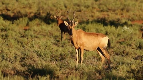 Red Hartebeest Antelope