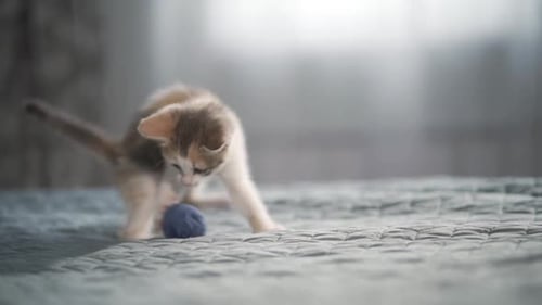 Playful Kitten Batting at Yarn Ball on Bed