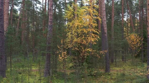 Fliegen im Schatten des Herbstkiefernwaldes zwischen Bäumen.