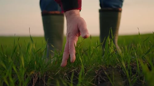 Hand Caressing Field of Grass at Sunset
