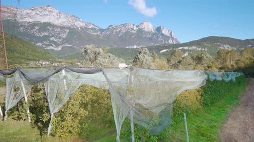 Orchard Covered with Protective Netting in Rural Landscape