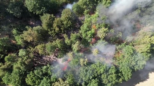 Forest Fire. Natural Disaster