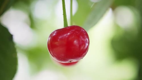 Ripe Cherries Hanging on Tree Branch