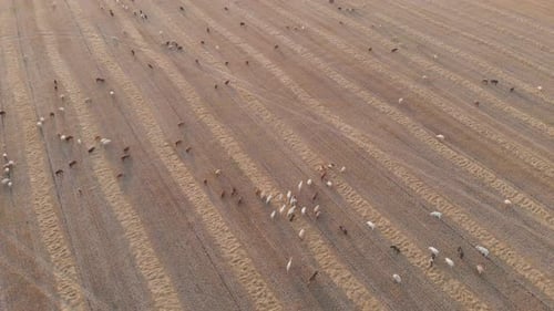 A Large Herd of Livestock Grazing in a Meadow at Sunset