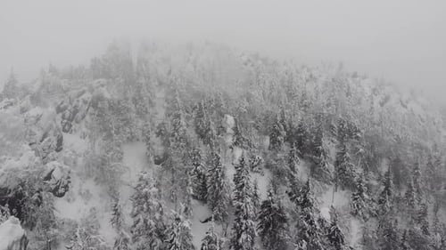 Snowstorm in a Forest Mountain with Frozen Frosty Trees