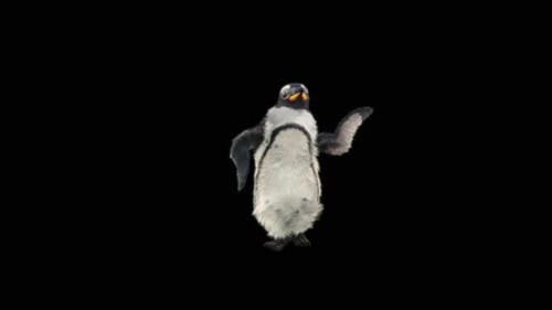 Penguin Dancing HD