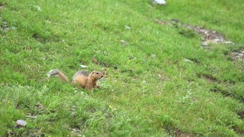 Orange Fur Ground Eichhörnchen auf einer Wiese mit grünem frischem Gras bedeckt