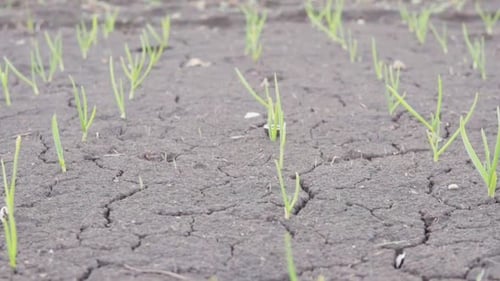 Wachsendes grünes Gras auf dem schwarzen Boden