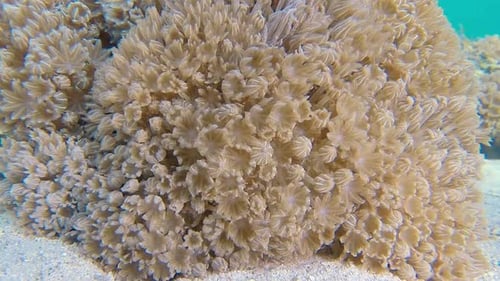 Underwater Soft Coral Polyps Open and Flow