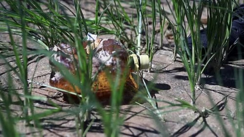 Close Up of Volunteer Hand Picking Off Plastic Bottle Waste Spbi