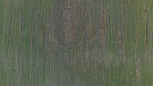 Top View Of Green Field