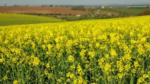 Flowering Rapeseed Field and Wind