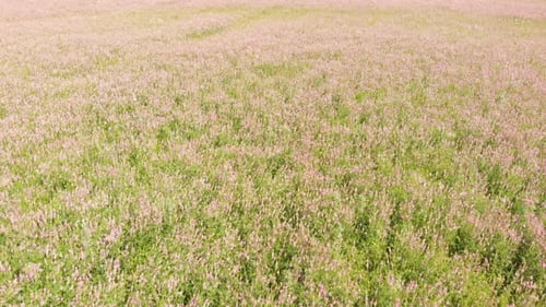 Blooming Buckwheat Field