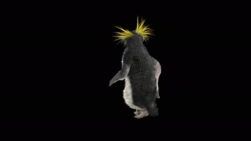Animated 3D Macaroni Penguin Walking Cycle