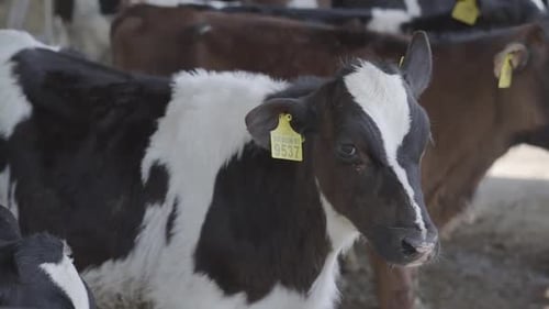 Calves Feeding Process on Modern Farm. Close Up Cow Feeding on Milk Farm. Cow on Dairy Farm Eating