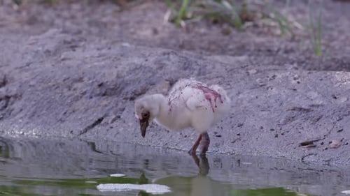 Baby Flamingo Drinks From Pond in Close Up