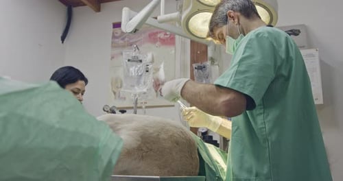 Veterinary surgery - Veterinarian operating a white dog in a pet clinic