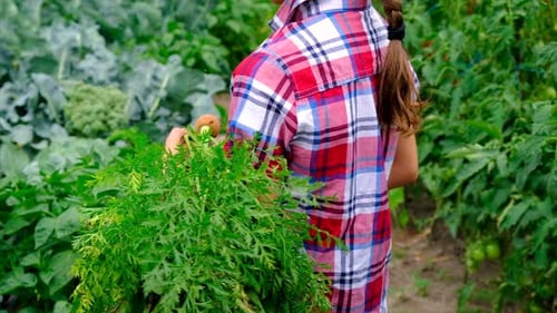 Child Harvesting Carrots in Rural Garden