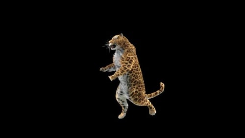Leopard Dancing HD