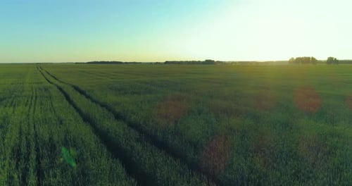 Low Altitude Flight Above Rural Summer Field with Endless Yellow Landscape at Summer Sunny Evening