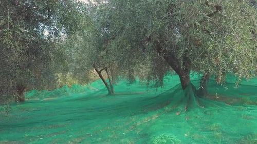 Olive Grove With Green Netting on Ground