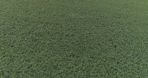 Aerial view of a soybean field