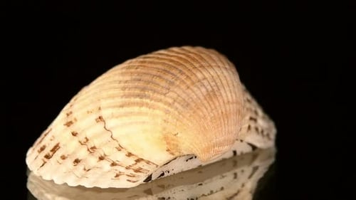 Colorful Sea Shell Isolated on a Black, Rotation