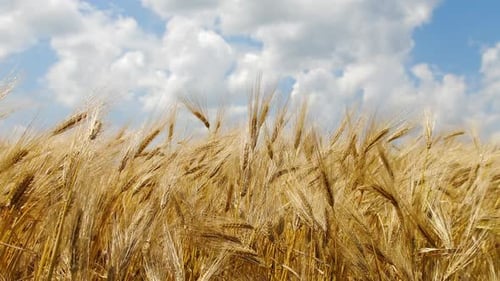 Reifer gelber Weizen auf dem Feld bei sonnigem Tag, Wiese