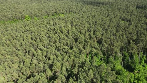 Floresta verde densa de coníferas