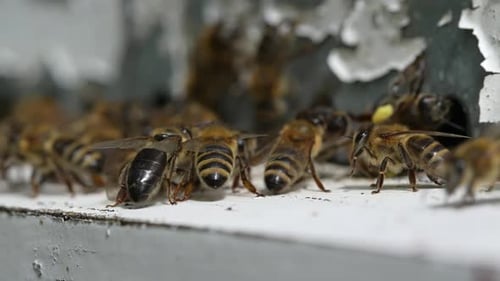Bees Swarming Entrance of Hive