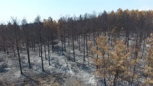 Des arbres séchés qui se sont transformés en cendres le lendemain de l'incendie de forêt